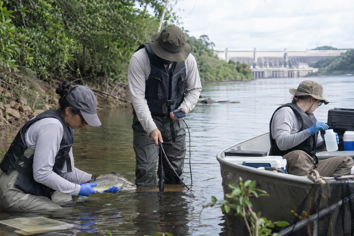 Equipe técnica monitora peixes e qualidade da água em rio de hidrelétrica